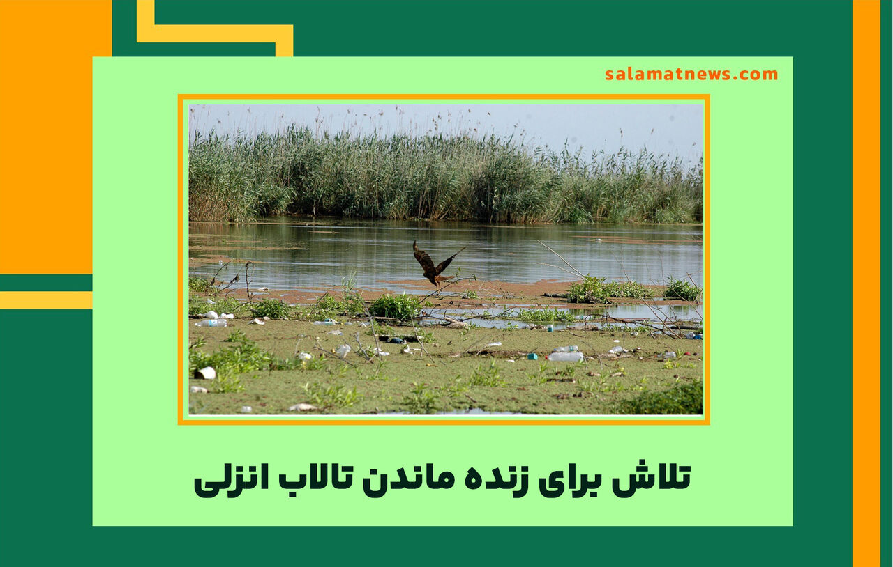 تلاش برای زنده ماندن تالاب انزلی تلاش برای زنده ماندن تالاب انزلی