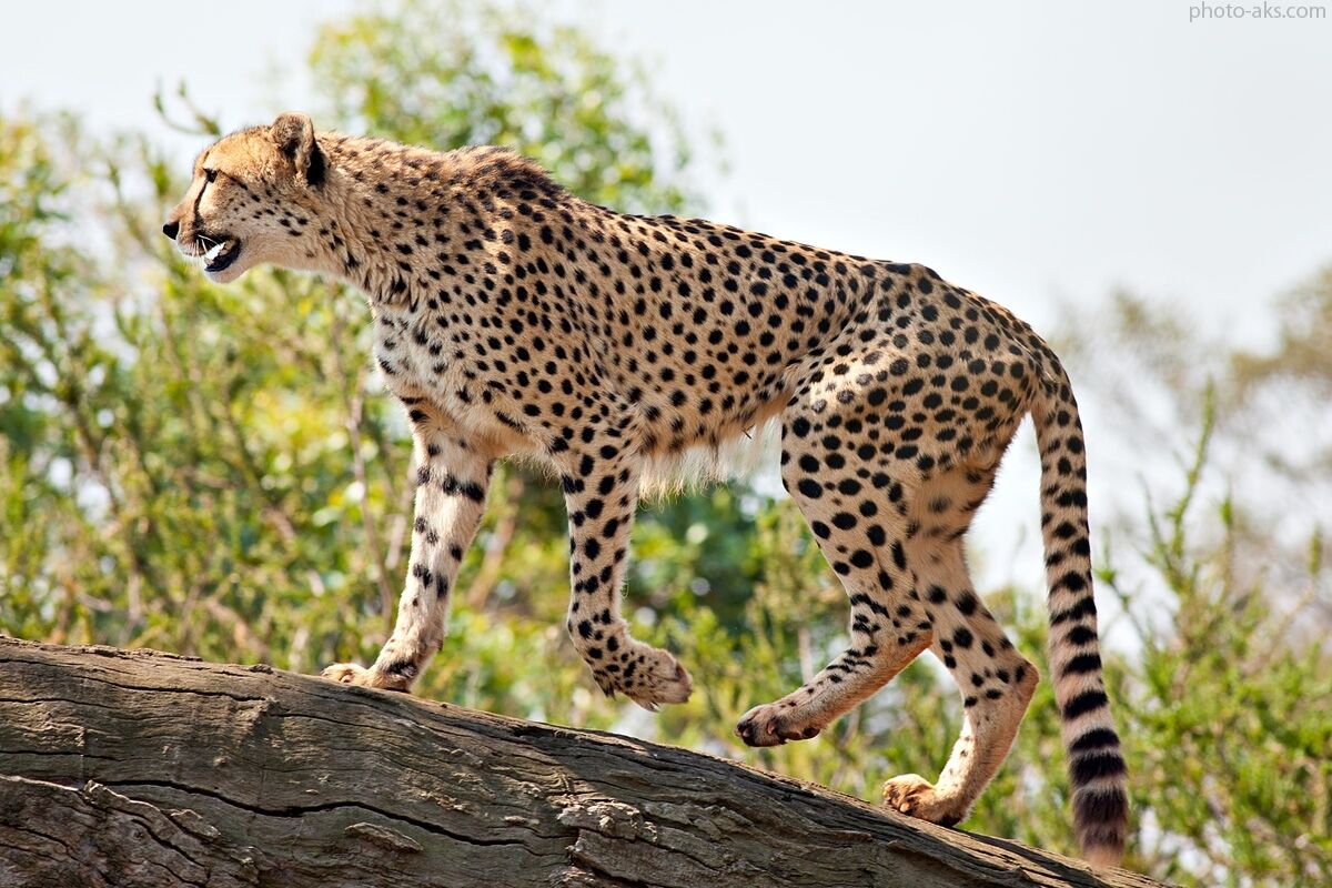 «یوزپلنگ آسیایی»، رتبه دوم گونه‌های در معرض خطر انقراض ایران