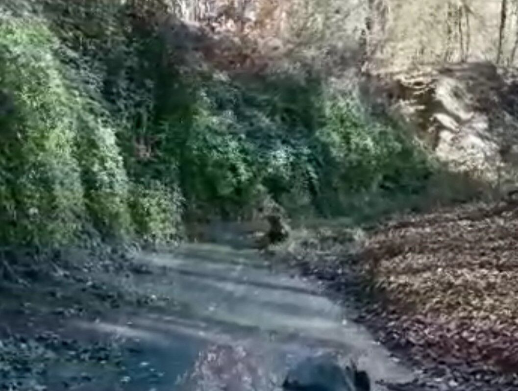 آلودگی رودخانه "دیوچشمه" گلستان در قلب هیرکانی به وسیله کشتارگاه یک مرغداری آلودگی رودخانه "دیوچشمه" گلستان در قلب هیرکانی به وسیله کشتارگاه یک مرغداری