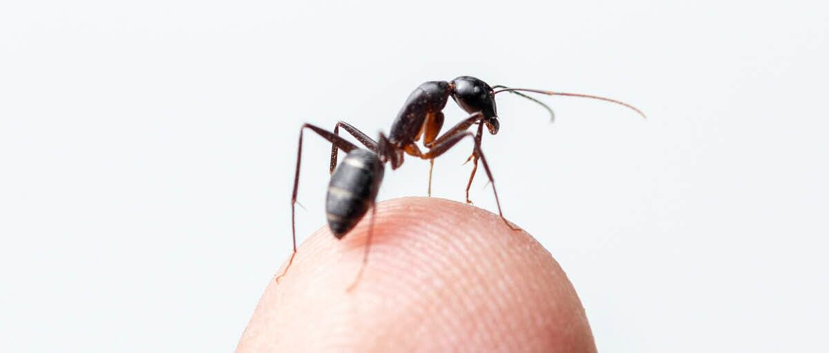 تشخیص سرطان با کمک مورچه ها  تشخیص سرطان با کمک مورچه ها