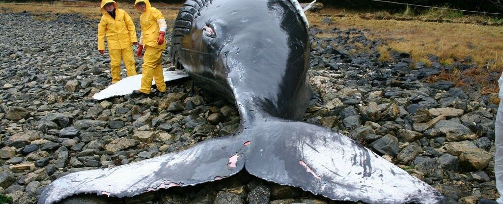 ادعای ارتباط زلزله با مرگ نهنگ‌ها