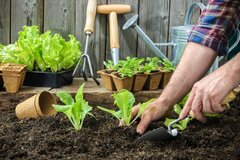 هر آنچه درباره کاربرد و خرید ابزار باغبانی باید بدانیم