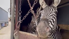 تلف شدن 52 حیوان در دوازده باغ‌وحش