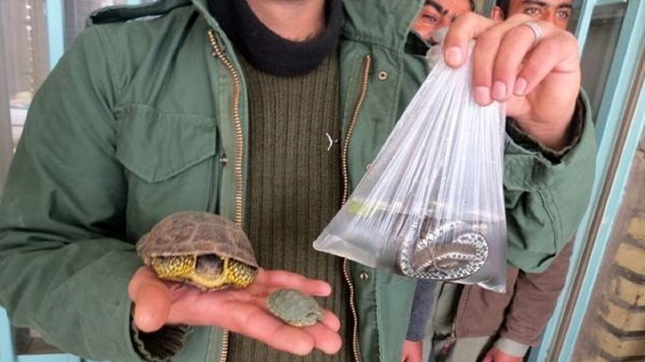 خریدوفروش برخی گونه های جانوری وگیاهی برای شب عید ممنوع اعلام شد خریدوفروش برخی گونه های جانوری وگیاهی برای شب عید ممنوع اعلام شد