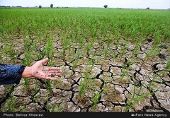 کاهش شالیزارها برای مقابله با خشکسالی