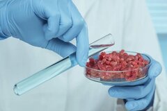 گوشت آنالوگ به عنوان جایگزین پروتئین‌های حیوانی تولید شد