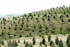 نیاز به 4500 میلیاردتومان اعتبار سالانه برای اجرای طرح کاشت یک میلیارد درخت