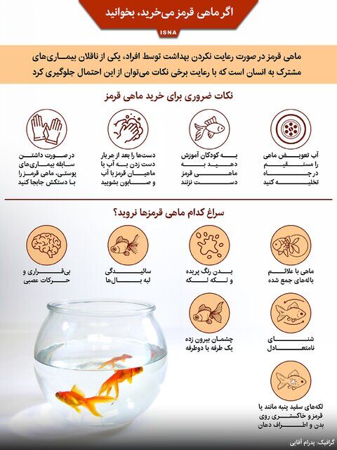 ماهی های قرمز ناقل بیماری  هستند