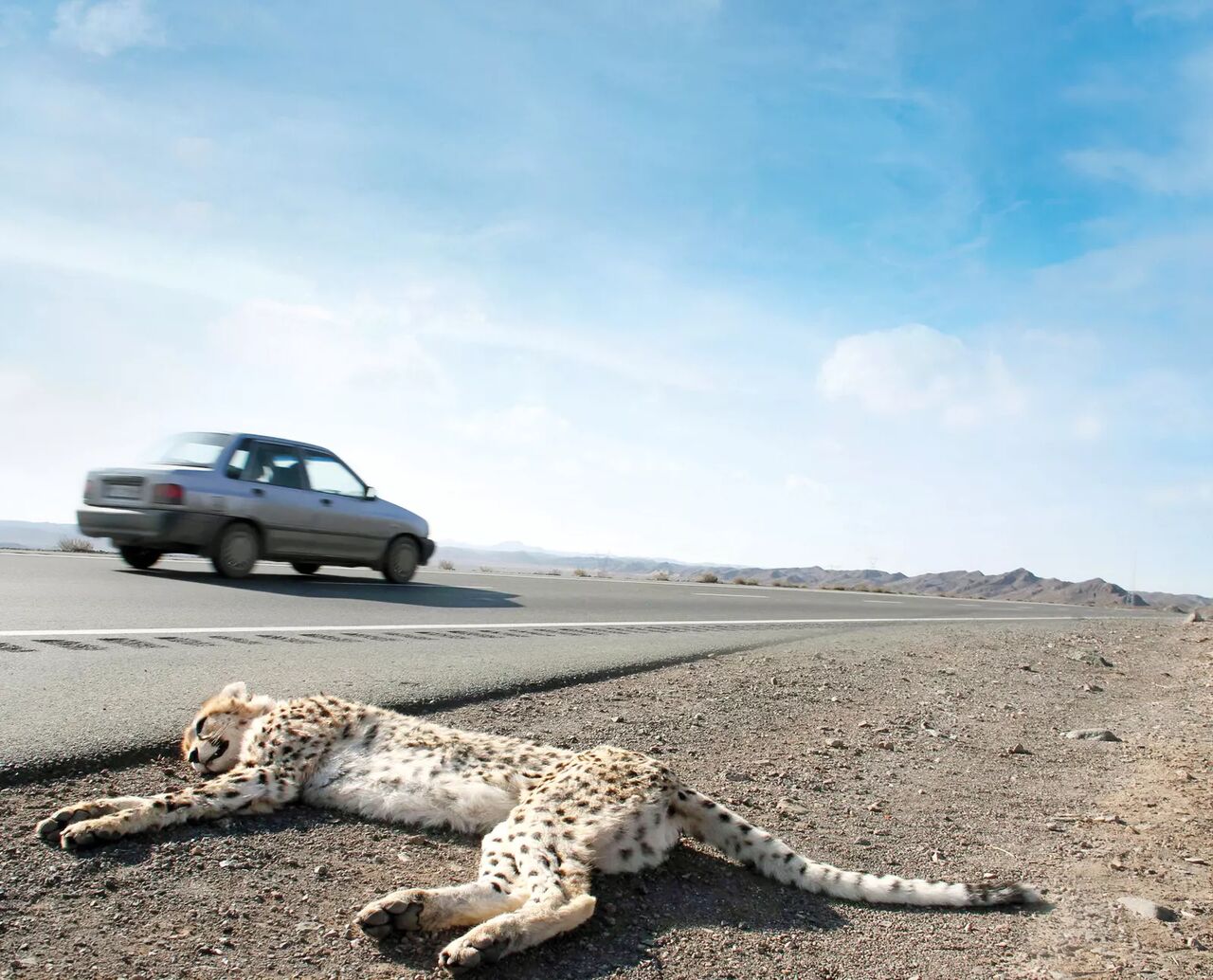 جادهای که یوز میبلعد جادهای که یوز میبلعد