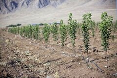 هدف‌گذاری اصفهان برای کاشت ۱۰۰ میلیون اصله درخت