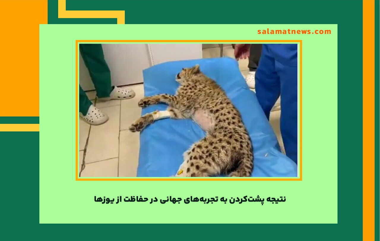 نتیجه پشتکردن به تجربههای جهانی در حفاظت از یوزها نتیجه پشتکردن به تجربههای جهانی در حفاظت از یوزها