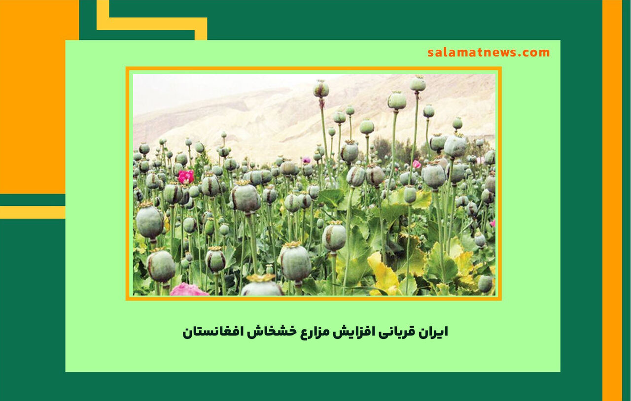 ایران قربانی افزایش مزارع خشخاش افغانستان