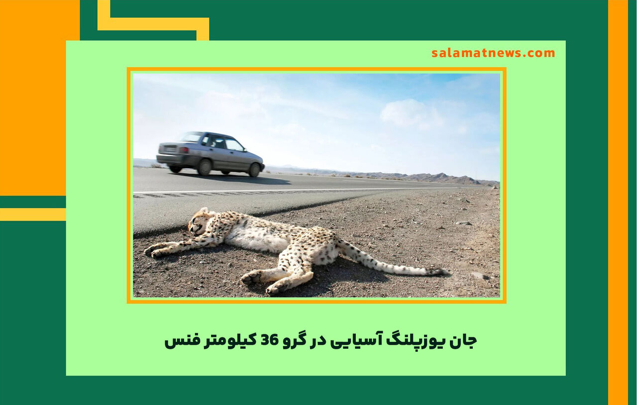 جان یوزپلنگ آسیایی در گرو 36 کیلومتر فنس جان یوزپلنگ آسیایی در گرو 36 کیلومتر فنس