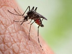 ۶۰ درصد موارد مالاریا در ایران وارداتی است