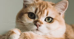 چگونه از بروز بیماری کلیوی در گربه‌ها پیشگیری کنیم؟