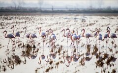 پرندگان مهاجر در تله خشکسالی