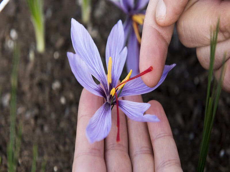۱۰ خواص شگفت انگیز زعفران برای زنان و دختران ۱۰ خواص شگفت انگیز زعفران برای زنان و دختران