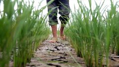 کمبود آب برای زمین‌های کشاورزی در مازندران