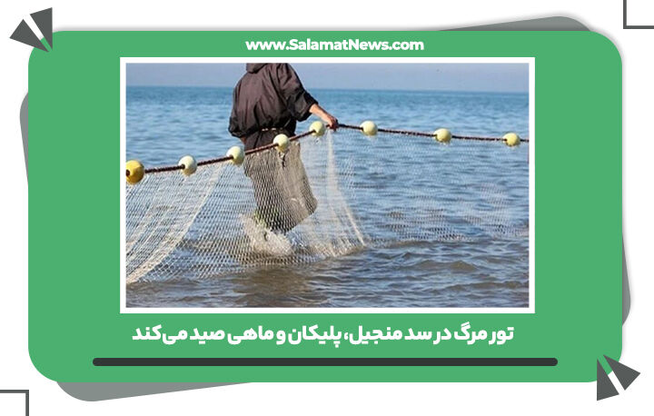 تور مرگ در سد منجیل، پلیکان و ماهی صید میکند تور مرگ در سد منجیل، پلیکان و ماهی صید میکند