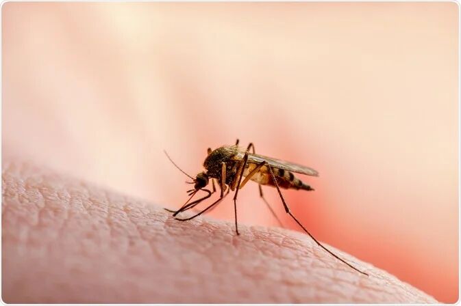 اهمیت توجه به احتمال مالاریا در بیماران تب‌دار