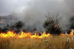 آتش سوزی سالانه 100 هکتار از جنگل های کرخه