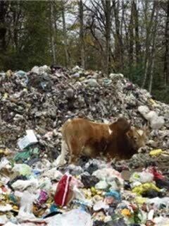 حال مازندران خوب نیست/ فاجعه زیست محیطی "پسماند" در مازندران (+عکس)