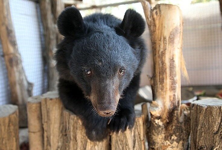دو خرس سیاه برای درمان به تهران منتقل شدند