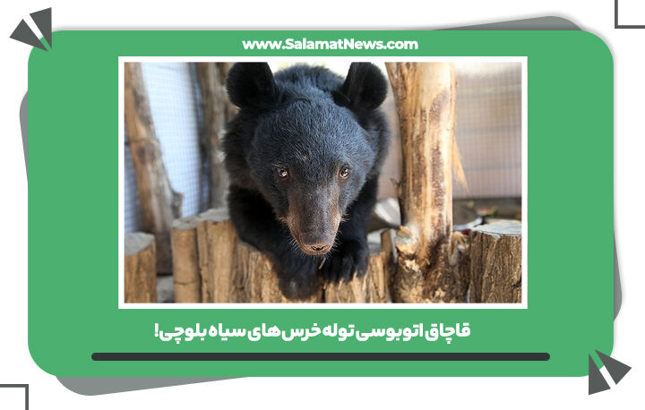 قاچاق اتوبوسی توله خرسهای سیاه بلوچی!  قاچاق اتوبوسی توله خرسهای سیاه بلوچی!