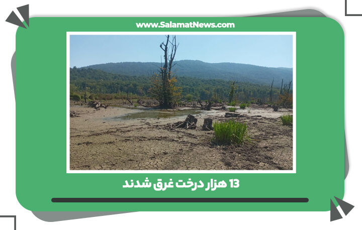 ۱۳ هزار درخت غرق شدند ۱۳ هزار درخت غرق شدند