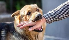 بیشترین موارد حیوان‌گزیدگی از طریق «سگ‌» / اهمیت شروع درمان «هاری» در روز صفر گزش