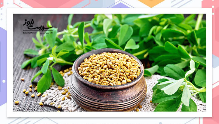 کاهش وزن با مصرف روزی ۱۰ گرم شنبلیله کاهش وزن با مصرف روزی ۱۰ گرم شنبلیله