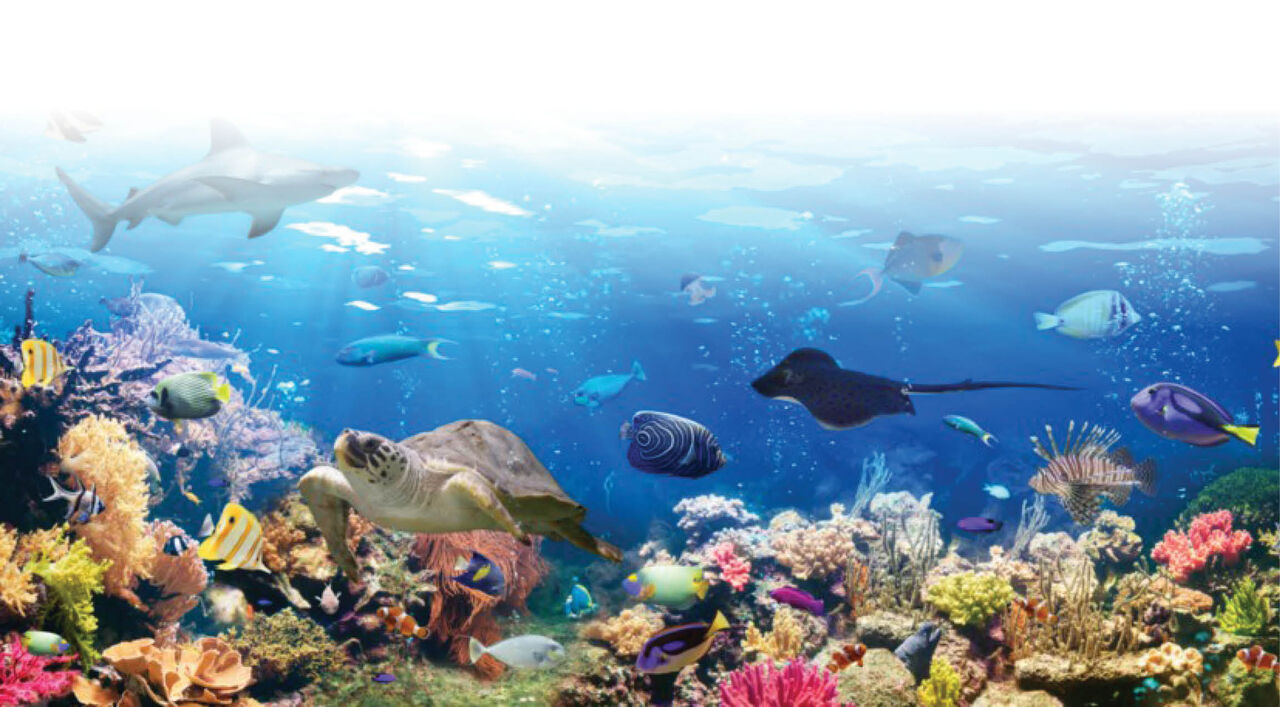  آغاز احیای هفت گونه در معرض خطر انقراض دریایی