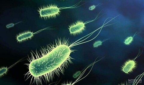 هشدار جهانی درباره شیوع وبا؛ جان هزاران نفر در خطر است