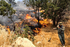 مرگ 14 داوطلب و فعال محیط زیست در آتش سوزی های جنگل ها