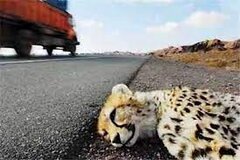 یوزپلنگ‌ها قربانی رانندگان بی‌احتیاط