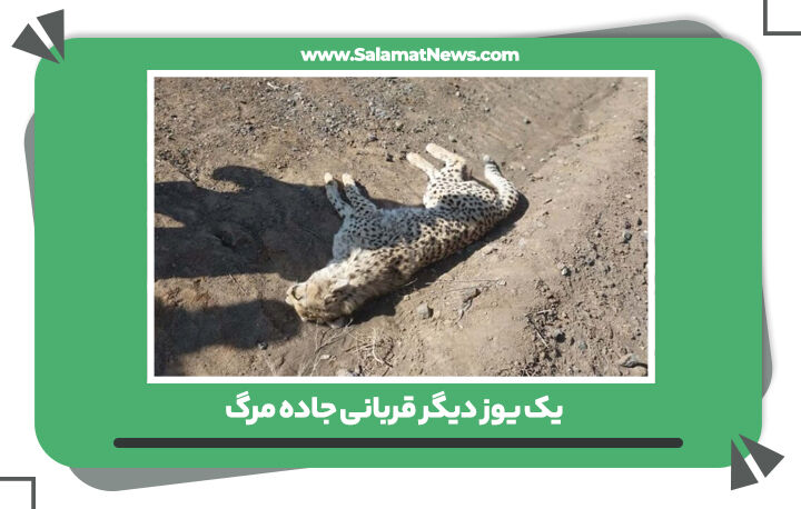 یک یوز دیگر قربانی جاده مرگ یک یوز دیگر قربانی جاده مرگ