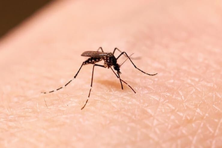 کاهش چشمگیر سالک در ایران: ۸۵ درصد موارد ناشی از موشهای صحرایی است کاهش چشمگیر سالک در ایران: ۸۵ درصد موارد ناشی از موشهای صحرایی است