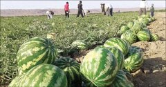 خروج آب از کشور در قالب هندوانه