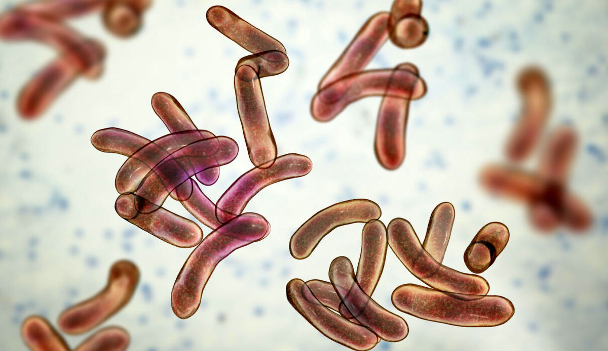 آخرین روند بیماری وبا در دنیا و هشدار سازمان جهانی بهداشت آخرین روند بیماری وبا در دنیا و هشدار سازمان جهانی بهداشت