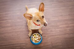 غذاهای ممنوعه برای سگ کدامند؟
