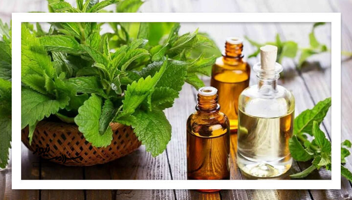 درمان طبیعی فشار خون با روغن نعنا؛ ساده، ارزان و مؤثر درمان طبیعی فشار خون با روغن نعنا؛ ساده، ارزان و مؤثر