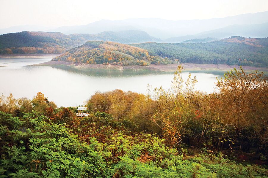 مرگ جنگلها با سرعت بالا مرگ جنگلها با سرعت بالا