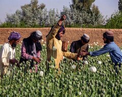 حقابه هیرمند در مزارع خشخاش افغانستان؟