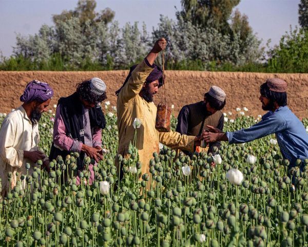 حقابه هیرمند در مزارع خشخاش افغانستان؟