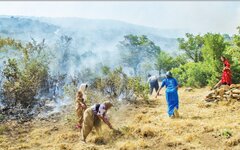 نقش زنان در خاموش کردن آتش جنگل های زاگرس