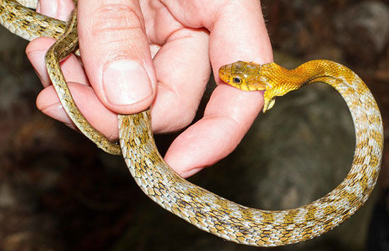 مارگزیدگی را شوخی نگیرید | از علائم تا اقدامات حیاتی نجاتبخش مارگزیدگی را شوخی نگیرید | از علائم تا اقدامات حیاتی نجاتبخش