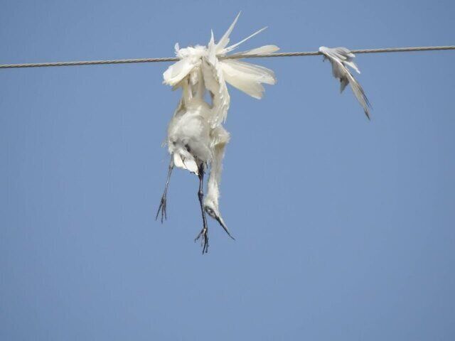 عکس/ مرگ دردناک پرندگان هورالعظیم در برخورد با کابل‌های برق