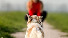 رئیس بیمارستان دامپزشکی: آموزش علائم رفتاری سگ به جامعه ضرورت دارد