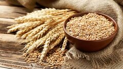 «گلوتن» گندم ممکن است باعث التهاب مغز شود