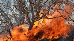 آتش‌سوزی چندروزه جنگل‌های هیرکانی با بارش باران پاییزی پایان یافت